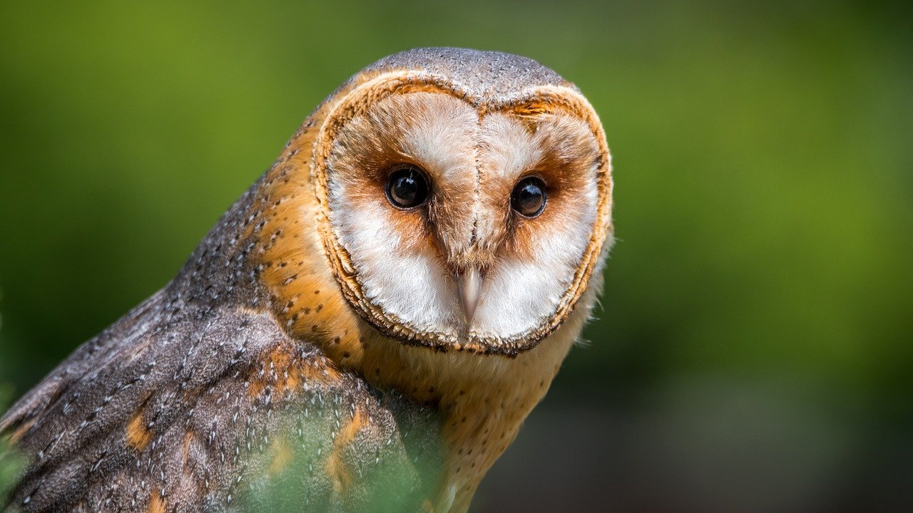 barn-owl.jpg
