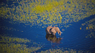public/default/media/default-feeds-elephant-walking-in-the-okavango-river-botswana-022ed315.webp