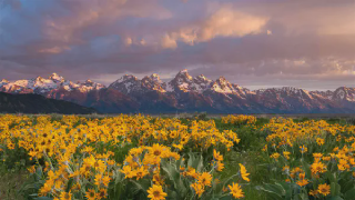 public/default/media/default-feeds-balsamroot-wildflowers-bloom-below-the-teton-mountains-in-a8956a9b-168a8ec8.webp