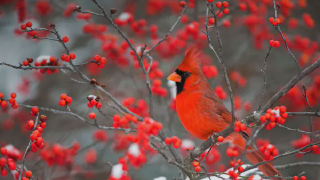 public/default/media/default-feeds-a-northern-cardinal-perched-in-a-common-winterberry-74526982-74526982.webp