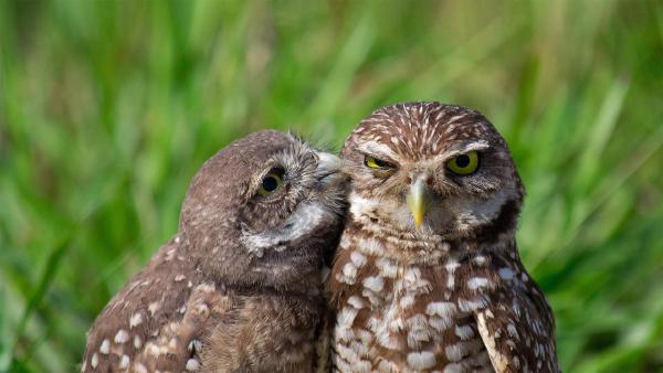 A burrowing owl chick and adult in South Florida (© Carlos Carreno/Getty Images)