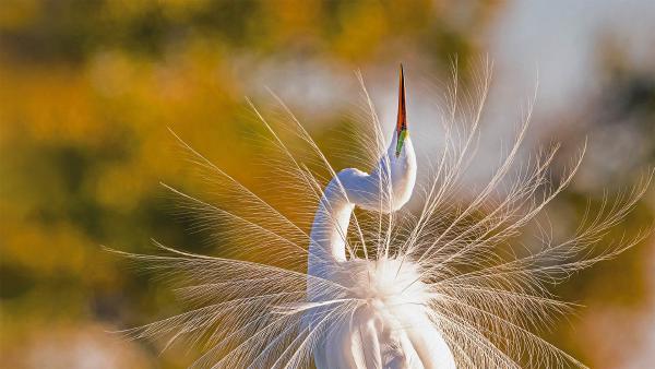A great egret in Everglades National Park, Florida (© Troy Harrison/Getty