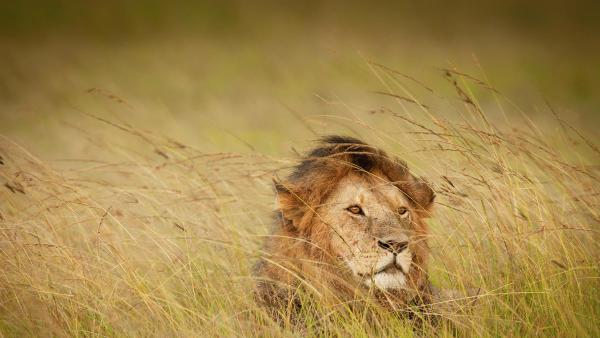 A lion in Maasai Mara, Kenya (© Scott Davis/Tandem Stills + Motion)