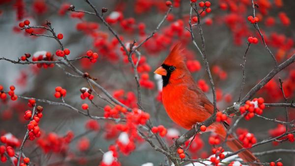 A northern cardinal perched in a common winterberry bush in Marion County,