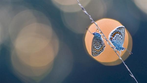 A pair of silver-studded blue butterflies (© Misja Smits/Minden Pictures)