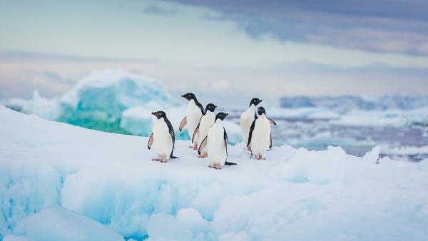 Adélie penguins in Antarctica (© David Merron Photography/Getty Images)