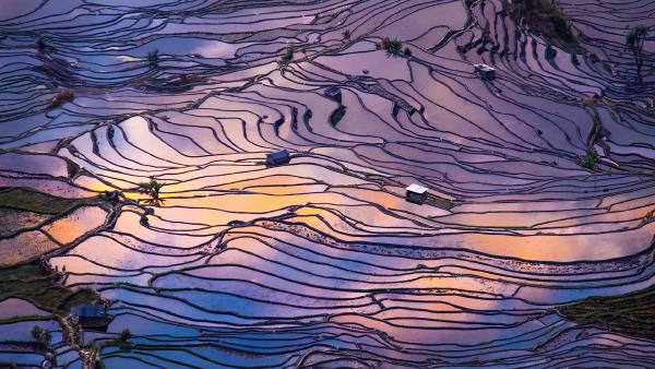 Aerial view of terraced rice fields, Yuanyang County, China (© AlexGcs/Getty