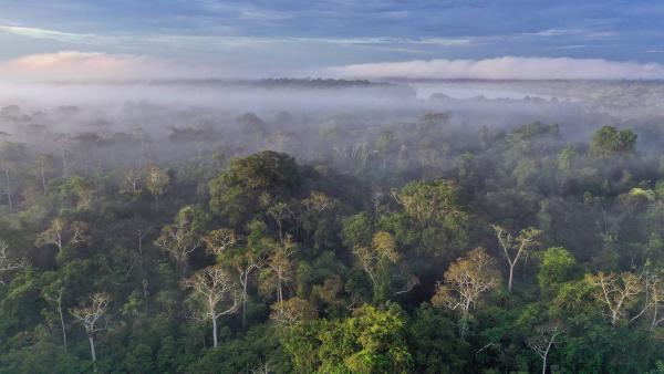 Amazon rainforest, Peru (© Rhett Ayers Butler/Getty Images)