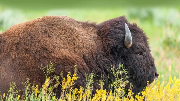 American bison in Grand Teton National Park, Wyoming (© Enrique Aguirre