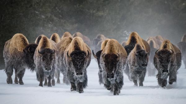 American bison, Yellowstone National Park, Wyoming (© Gary Gray/Getty Images)
