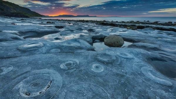 Ammonite Pavement at Monmouth Beach, Jurassic Coast World Heritage Site, Dorset,