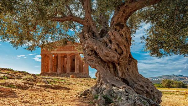 An olive tree in front of the Temple of Concordia on the island of Sicily, Italy