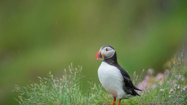 Atlantic puffin, Iceland (© Peter Hering/Minden Pictures)