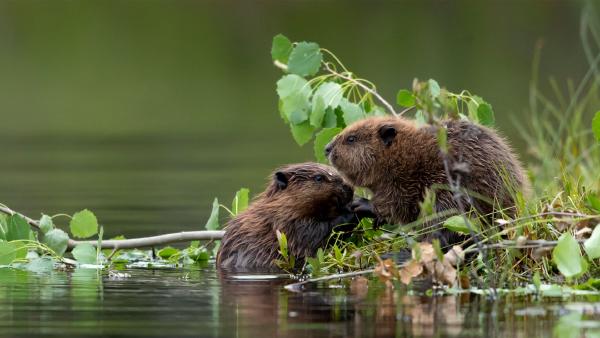 Baby Eurasian beavers, Finland (© Danny Green/Minden Pictures)