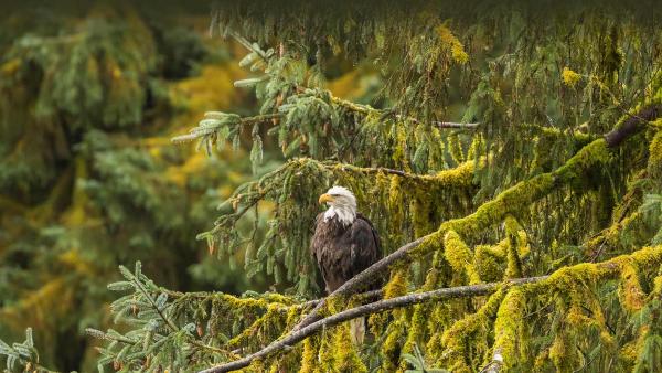 Bald eagle, Tongass National Forest, Alaska (© Jaynes Gallery/Shutterstock)