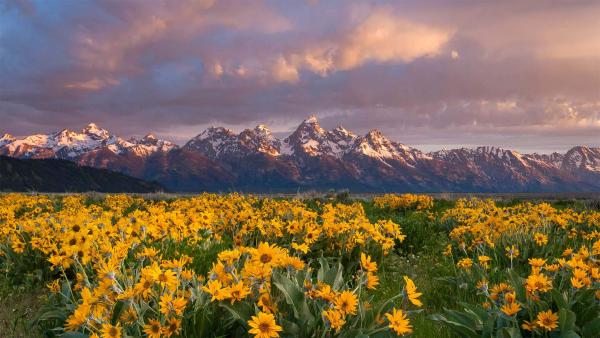 Balsamroot wildflowers bloom below the Teton Mountains in Grand Teton National