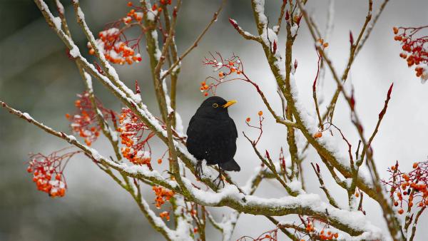 Blackbird in Essex, England (© Bill Coster/Alamy)