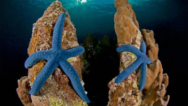 Blue linckia sea stars off New Ireland in Papua New Guinea (© Jurgen