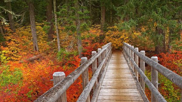 Bridge on the McKenzie River Trail, Willamette National Forest, Oregon (© Don