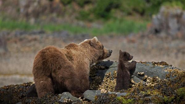 Brown bear mother and cub in Katmai National Park and Preserve, Alaska (© Suzi