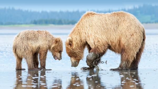 Brown bear mother and cub, Lake Clark National Park and Preserve, Alaska (©