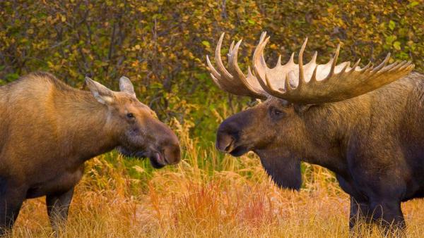 Bull and female moose in Denali National Park, Alaska (© Yva Momatiuk and John