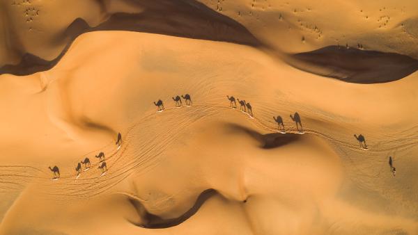 Camels in the desert, United Arab Emirates (© Amazing Aerial