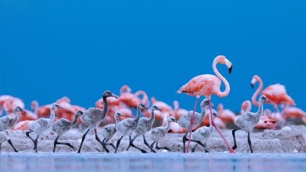 Caribbean flamingos, Ría Lagartos Biosphere Reserve, Yucatán Peninsula, Mexico