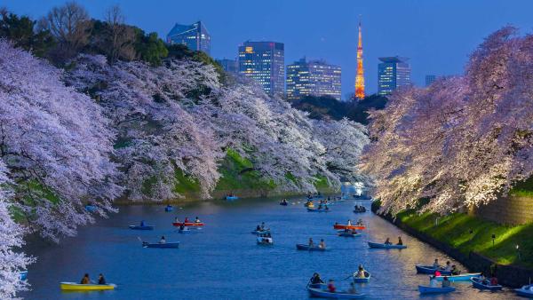 Cherry trees in full bloom near the Imperial Palace with Tokyo Tower in the