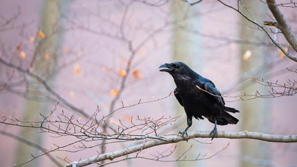 Common raven sitting on a branch (© WildMedia/Shutterstock)
