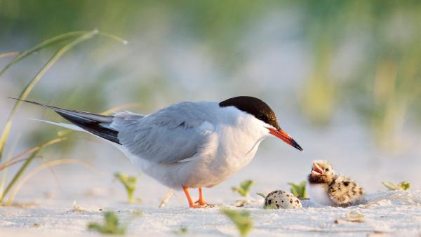 Common tern father with chick, Nickerson Beach, Long Island, New York (© Vicki