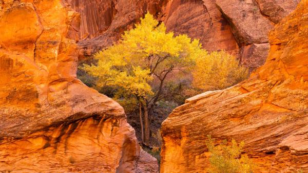 Cottonwood trees and red sandstone in Coyote Gulch, Glen Canyon National