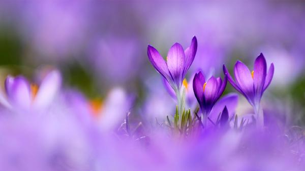 Crocus flowers (© Raimund Linke/Getty Images)