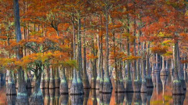 Cypress trees in autumn, Georgia (© Chris Moore/Tandem Stills + Motion)
