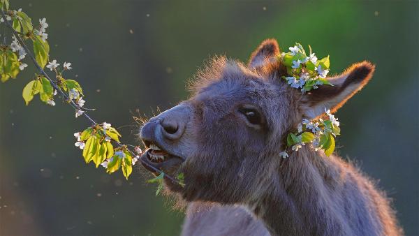 Domestic donkey feeding on cherry twigs (© Juniors Bildarchiv GmbH/Alamy)