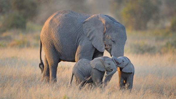 Elephant family in Amboseli National Park, Kenya (© Diana Robinson/Getty Images)