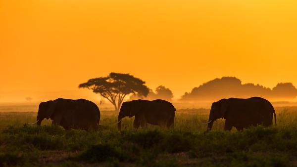 Elephant family in Amboseli National Park, Kenya (© Ibrahim Suha Derbent/Getty
