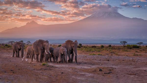 Elephants near Mount Kilimanjaro, Amboseli National Park, Kenya (© Diana