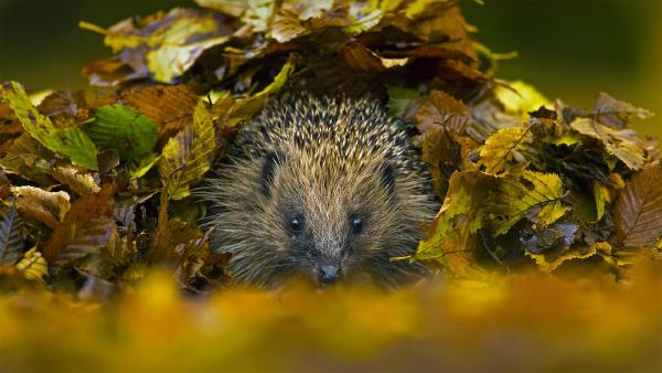 European hedgehog in Sussex, England (© Jules Cox/Minden Pictures)