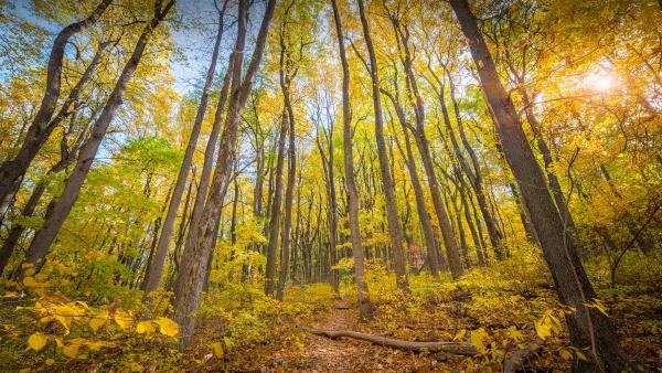 Fall colors in Shenandoah National Park, Virginia (© Michael Ver Sprill/Getty