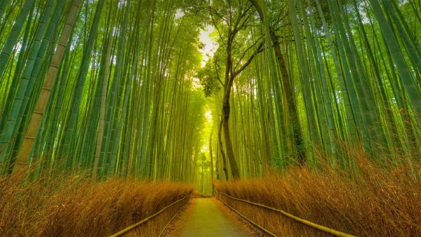 Footpath in the Arashiyama Bamboo Grove, Kyoto, Japan (© Razvan Ciuca/Getty