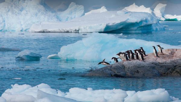 Gentoo penguins, Antarctica (© Art Wolfe/Getty Images)