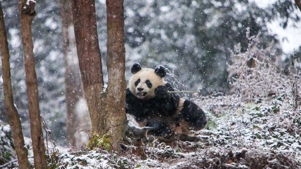 Giant panda at Chengdu Panda Base, China (© Jim Zuckerman/Jaynes