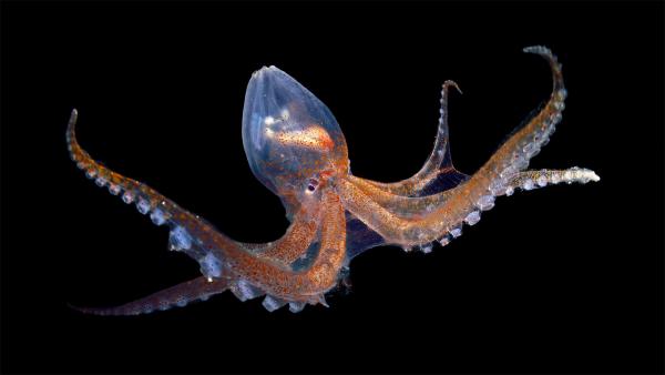 Glass octopus in the Atlantic Ocean off Cabo Verde (© Solvin Zankl/Minden