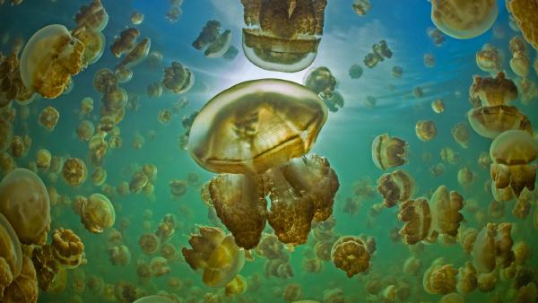 Golden jellyfish in Jellyfish Lake on the island of Eil Malk, Palau (© Nature