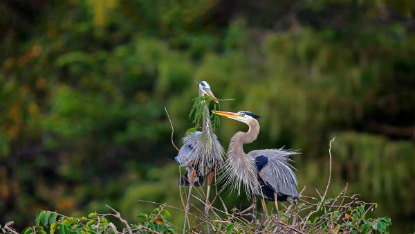 Great blue herons building a nest in Wakodahatchee Wetlands, Delray Beach,