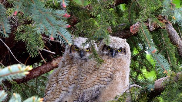 Great horned owl fledglings (© Michael Morse/Getty Images)