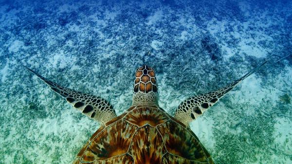 Hawksbill sea turtle swimming near Akajima, Okinawa, Japan (© Robert