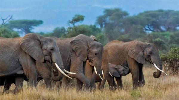 Herd of African elephants in Amboseli National Park, Kenya (© Susan