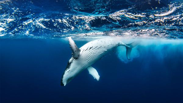 Humpback whale (© Philip Thurston/Getty Images)